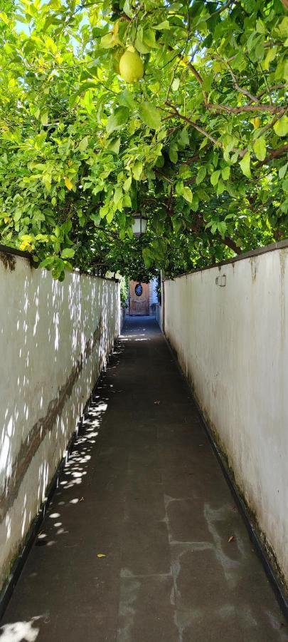 Casa Teresinella Garden Leilighet Torre Annunziata Eksteriør bilde